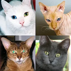 Скачать взлом Cats Quiz Guess Popular Breeds [МОД Mega Pack] на Андроид