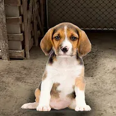 Скачать взлом My Pet Animal Shelter World [МОД Бесконечные монеты] на Андроид